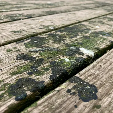 Mold, Mildew, and Algae Growth Deck