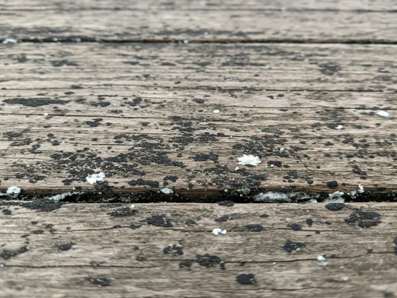 Mold and Mildew on Deck Surfaces